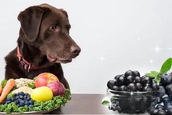 can dogs eat whole blueberries