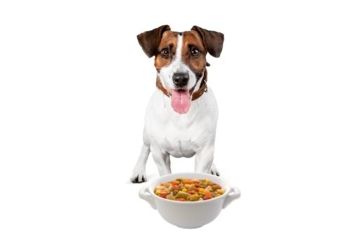 homemade dog food 