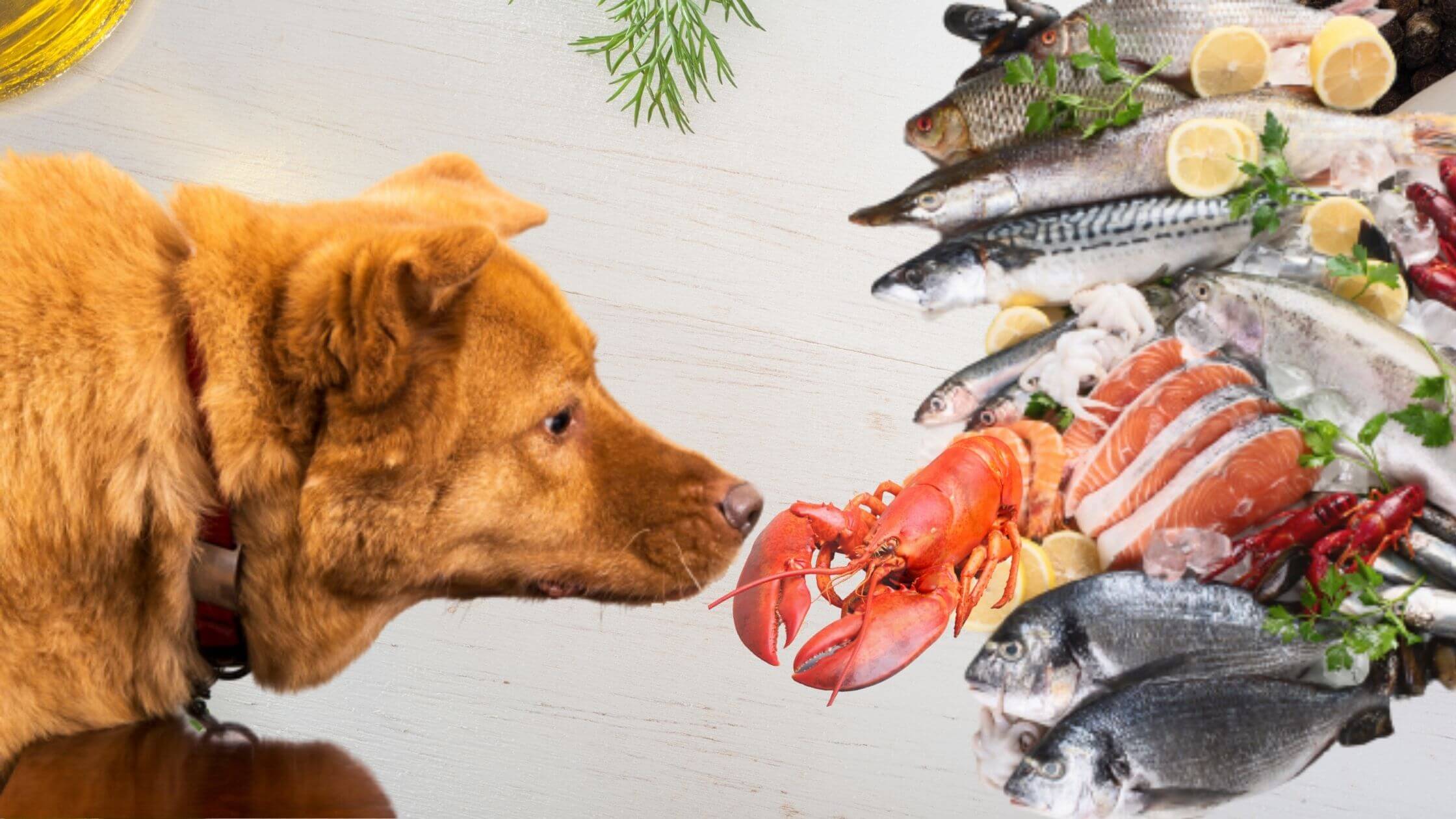 can dogs have fish