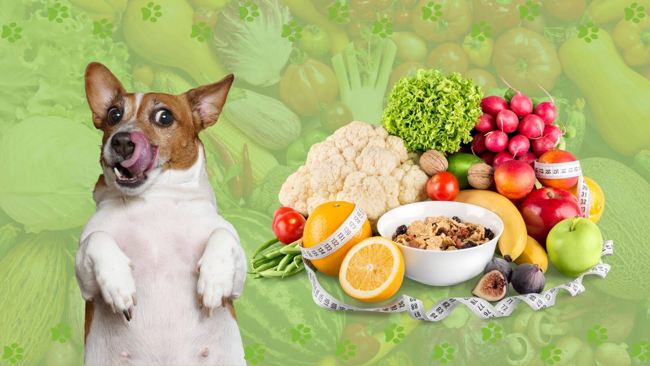 healthy food for overweight dogs