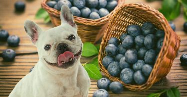 can dogs eat blueberries