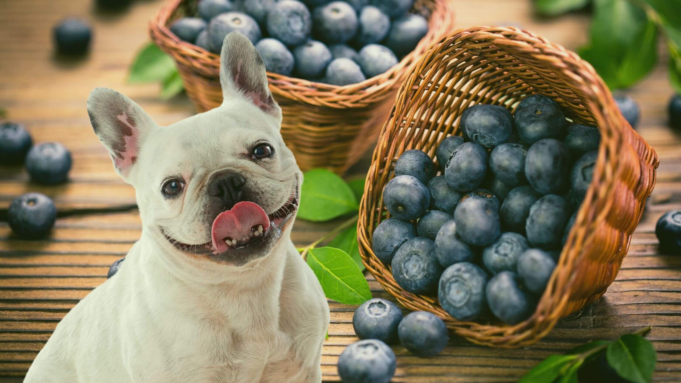 can dogs have blueberrys