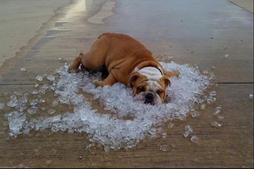 can dog eat ice