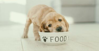 how much should puppies eat