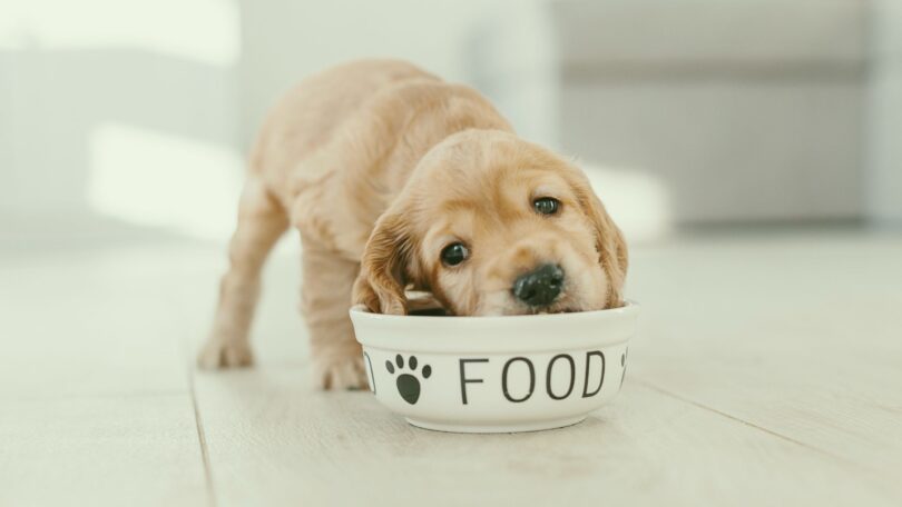 how much should puppies eat