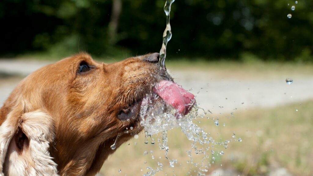 how much should puppies eat