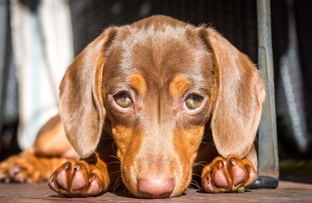 how much should puppies eat