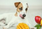 can my dogs eat mango