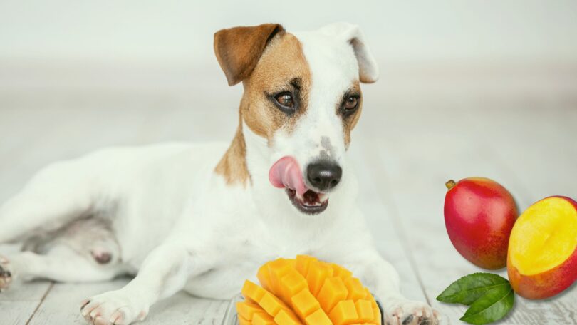 can my dogs eat mango