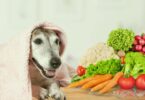 food for senior dogs