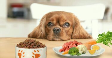 natural dog food