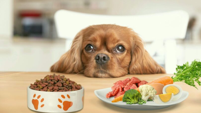 natural dog food